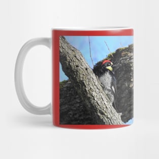 Wildlife gifts, acorn woodpecker, birds, nature Mug